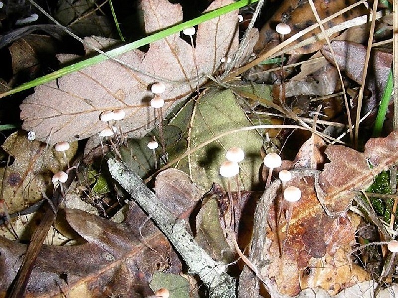 131 Da determinare  bosco misto di latifoglia  m 520 s.l.m